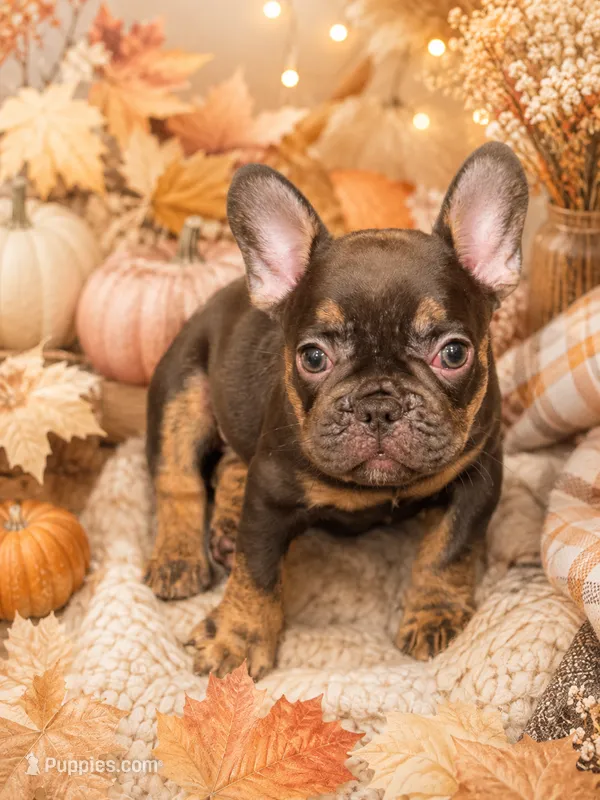 Rosco – French Bulldog puppy for sale in Port Saint Lucie, FL