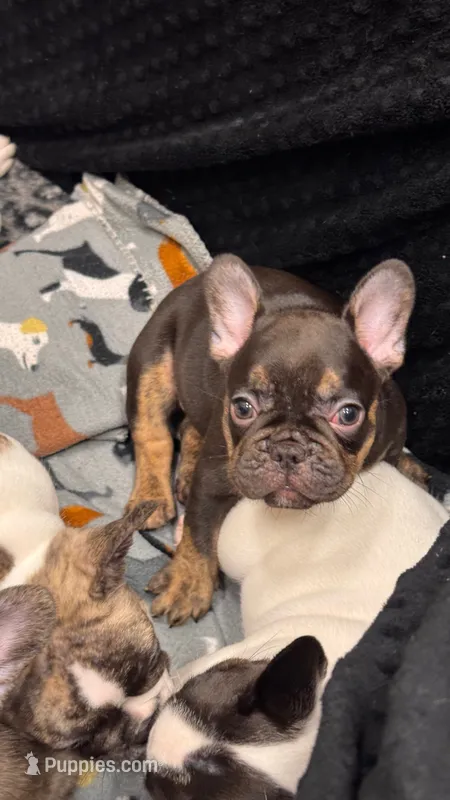 Rosco – French Bulldog puppy for sale in Port Saint Lucie, FL