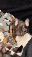 Rosco, a male French Bulldog for sale in Port Saint Lucie, FL – 1 of 3