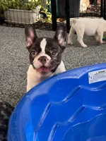 Cedar, a male French Bulldog for sale in Port Saint Lucie, FL – 4 of 8