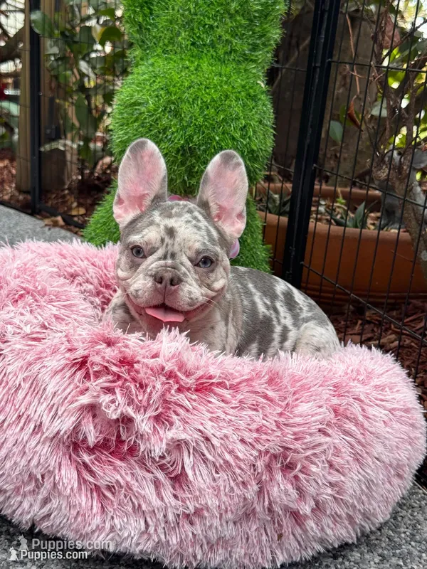 Twinkle – French Bulldog puppy for sale in Port Saint Lucie, FL