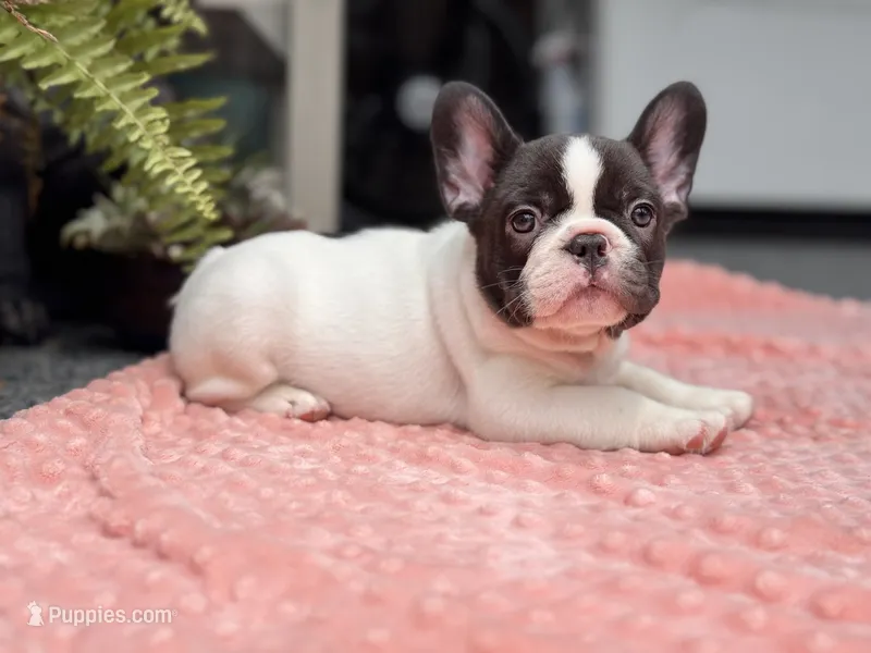 Cedar – French Bulldog puppy for sale in Port Saint Lucie, FL