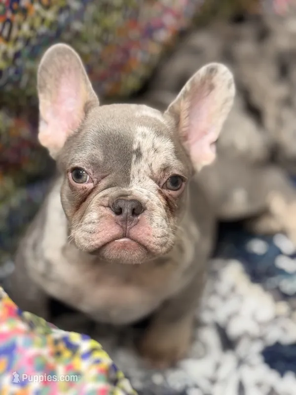 Bronx  – French Bulldog puppy for sale in Port Saint Lucie, FL