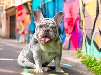 Harrison, a male French Bulldog for sale in Port Saint Lucie, FL – Photo 1 of 4