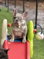 Harrison, a male French Bulldog for sale in Port Saint Lucie, FL – Photo 3 of 4