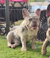 Harrison, a male French Bulldog for sale in Port Saint Lucie, FL – Photo 2 of 4