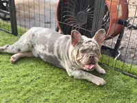 Harrison, a male French Bulldog for sale in Port Saint Lucie, FL – Photo 4 of 4