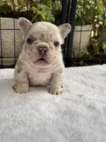 Dahlia, a female French Bulldog for sale in Port Saint Lucie, FL – 5 of 5
