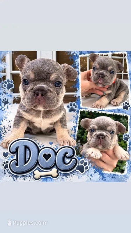 Doc  – French Bulldog puppy for sale in Port Saint Lucie, FL