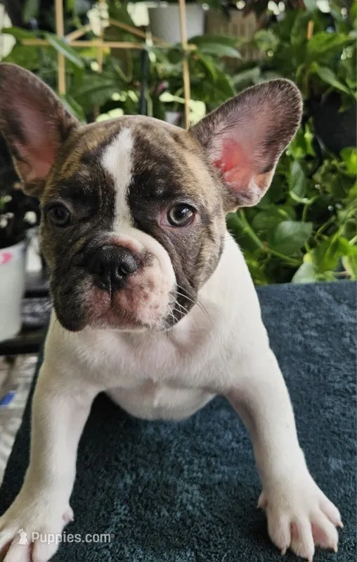 Gaston  – French Bulldog puppy for sale in Port Saint Lucie, FL