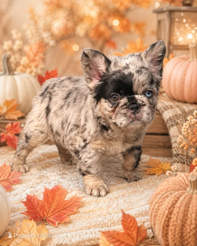 Fluffy Black and Tan Purple  – French Bulldog puppy for sale in Port Saint Lucie, FL