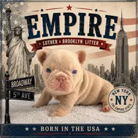 Empire , a male French Bulldog for sale in Port Saint Lucie, FL – 1 of 1