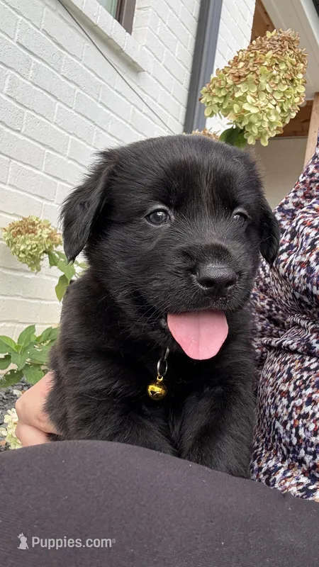 Yellow – Goldendoodle, Golden Retriever puppy for sale in Chapel Hill, TN