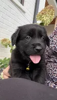 Yellow, a male Goldendoodle and Golden Retriever for sale in Chapel Hill, TN – 1 of 3