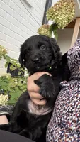 Green, a male Goldendoodle and Golden Retriever for sale in Chapel Hill, TN – 2 of 2