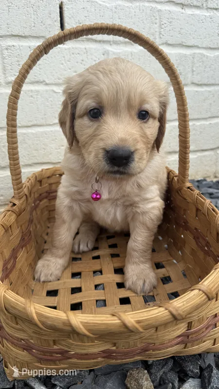 Hot pink  – Goldendoodle, Golden Retriever puppy for sale in Chapel Hill, TN