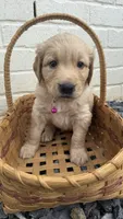 Hot pink , a female Goldendoodle and Golden Retriever for sale in Chapel Hill, TN – 1 of 1