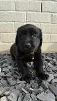 Yellow, a male Goldendoodle and Golden Retriever for sale in Chapel Hill, TN – 2 of 3