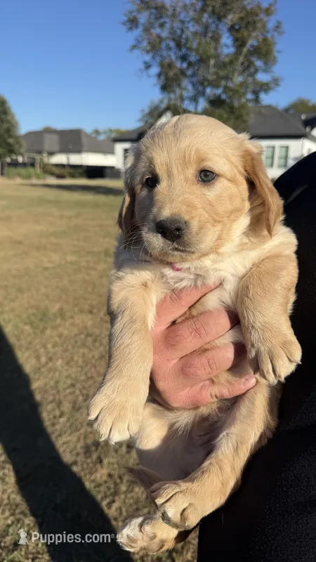 Hot pink  – Goldendoodle, Golden Retriever puppy for sale in Chapel Hill, TN
