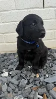 Blue , a male Goldendoodle and Golden Retriever for sale in Chapel Hill, TN – 3 of 3