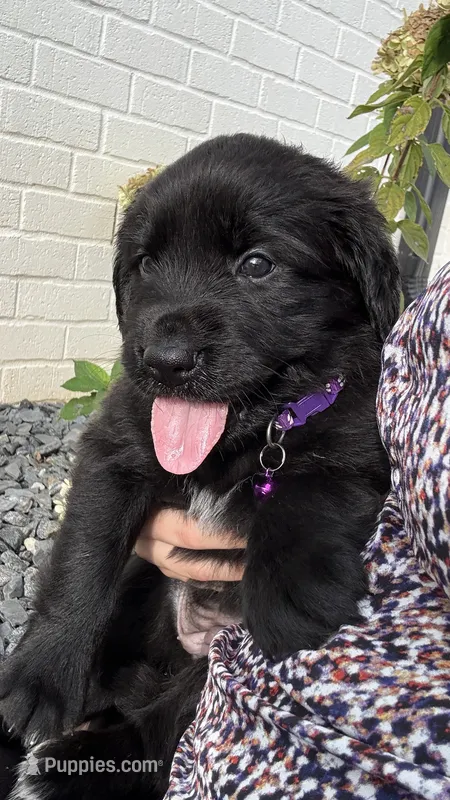 Purple  – Goldendoodle, Golden Retriever puppy for sale in Chapel Hill, TN