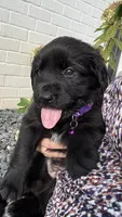 Purple , a female Goldendoodle and Golden Retriever for sale in Chapel Hill, TN – 1 of 2