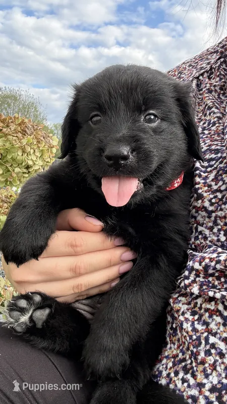 Red  – Goldendoodle, Golden Retriever puppy for sale in Chapel Hill, TN