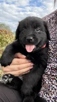 Red , a female Goldendoodle and Golden Retriever for sale in Chapel Hill, TN – 1 of 1
