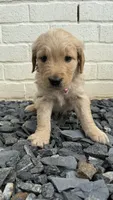 Light Pink , a female Goldendoodle and Golden Retriever for sale in Chapel Hill, TN – 2 of 2