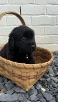 Yellow, a male Goldendoodle and Golden Retriever for sale in Chapel Hill, TN – 3 of 3