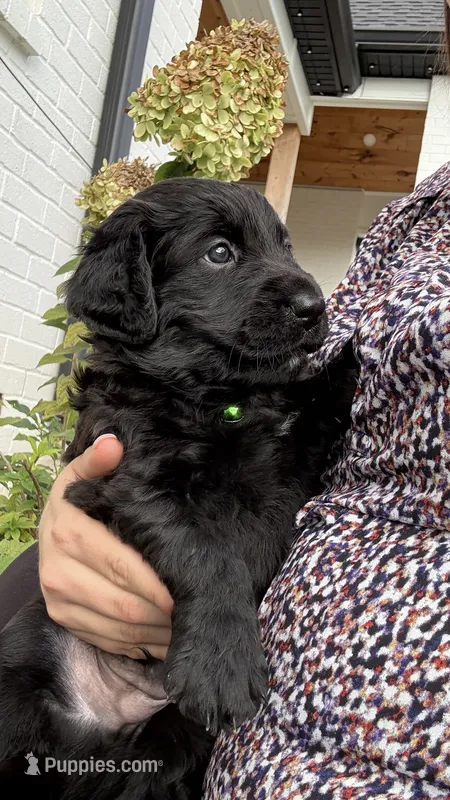 Green – Goldendoodle, Golden Retriever puppy for sale in Chapel Hill, TN