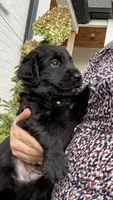 Green, a male Goldendoodle and Golden Retriever for sale in Chapel Hill, TN – 1 of 2