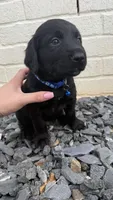 Blue , a male Goldendoodle and Golden Retriever for sale in Chapel Hill, TN – 2 of 3