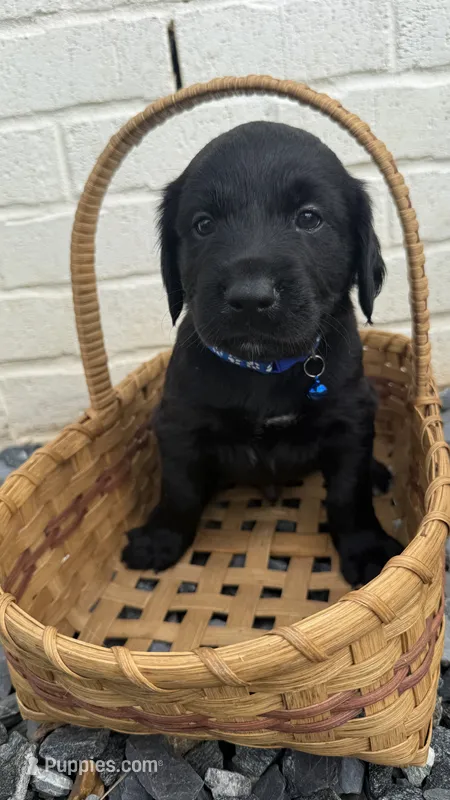 Blue  – Goldendoodle, Golden Retriever puppy for sale in Chapel Hill, TN