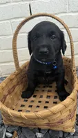 Blue , a male Goldendoodle and Golden Retriever for sale in Chapel Hill, TN – 1 of 3