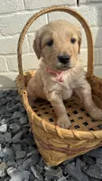 Light Pink , a female Goldendoodle and Golden Retriever for sale in Chapel Hill, TN – 1 of 2