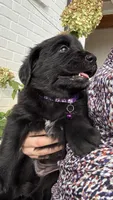 Purple , a female Goldendoodle and Golden Retriever for sale in Chapel Hill, TN – 2 of 2