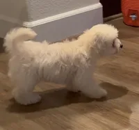 Mochi , a male Maltipoo for sale in Roseville, CA – 2 of 4