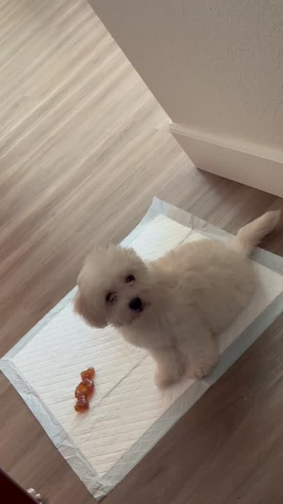 Mochi , a male Maltipoo for sale in Roseville, CA – 4 of 4