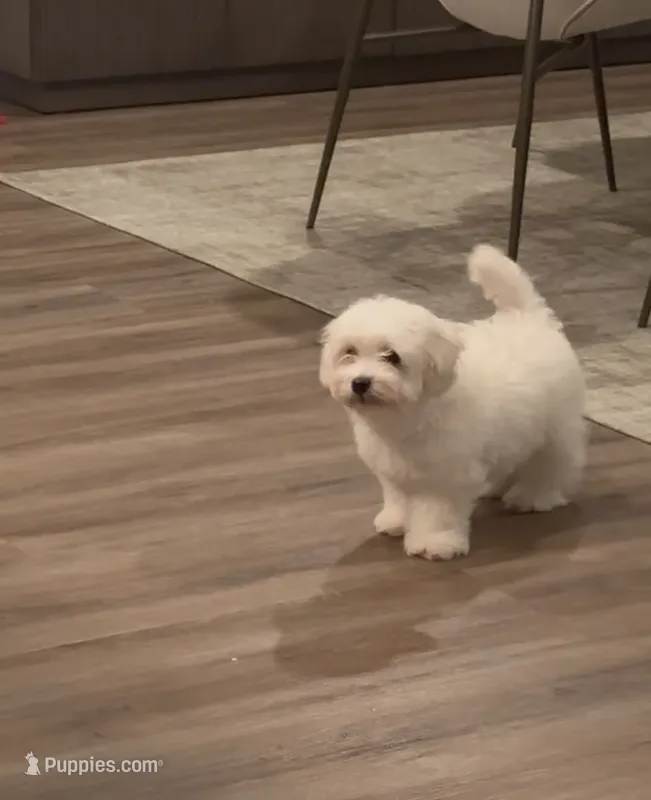 Mochi  – Maltipoo puppy for sale in Roseville, CA