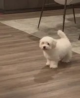 Mochi , a male Maltipoo for sale in Roseville, CA – 1 of 4
