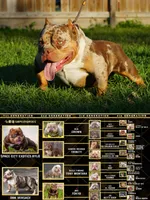 El demon, a male American Bully for sale in Houston, TX – 4 of 4