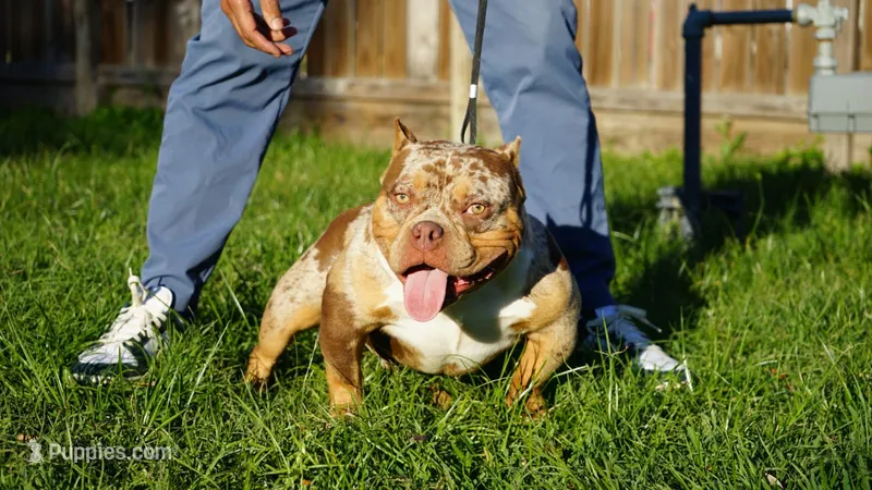 El demon – American Bully puppy for sale in Houston, TX