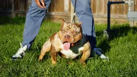 El demon, a male American Bully for sale in Houston, TX – 1 of 4