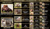 El demon, a male American Bully for sale in Houston, TX – 3 of 4