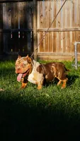 El demon, a male American Bully for sale in Houston, TX – 2 of 4