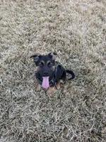 Chase , a male German Shepherd Dog for sale in Houston, TX – Photo 3 of 3