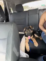 Chase , a male German Shepherd Dog for sale in Houston, TX – Photo 1 of 3