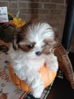 Dolly, a female Shih Tzu for sale in Hazel Green, KY – 4 of 7