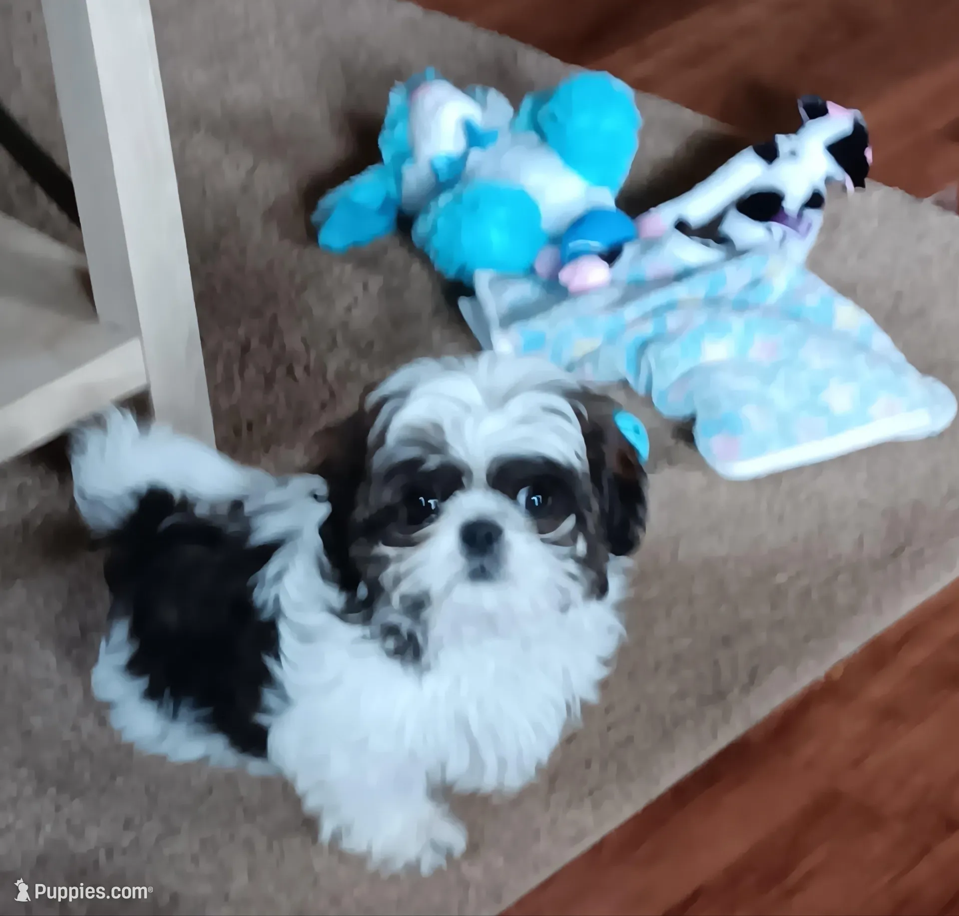 Snuggles , a male Shih Tzu for sale in Hazel Green, KY – 1 of 10